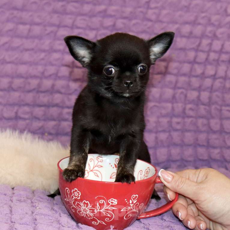 Собаки в Москве: Красавица ЧИХУАХУА Девочка, 55 000 руб. - фото 1