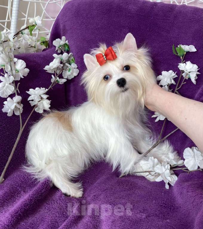 Собаки в Москве: Голубоглазый йорк белая девочка Девочка, 120 000 руб. - фото 10