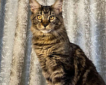 Кошки в Челябинске: Кошечка Девочка, 30 000 руб. - фото 1