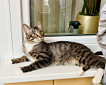 Кошки в Москве: Красивейший полосатый котик Мартин в добрые руки  Мальчик, Бесплатно - фото 7