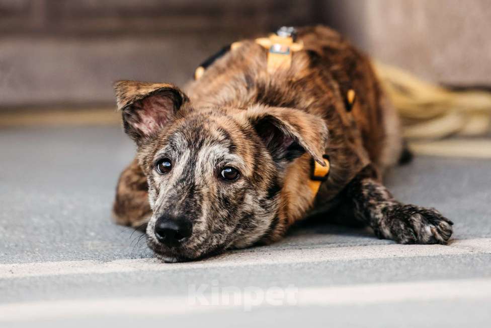 Собаки в Москве: Уникальный Чиззи ищет дом Мальчик, Бесплатно - фото 4