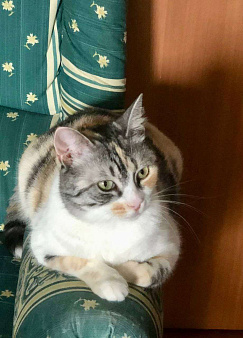 ласковая кошка Шурочка ищет дом