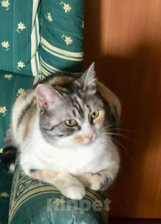 Кошки в Москве: ласковая кошка Шурочка ищет дом Девочка, Бесплатно - фото 1