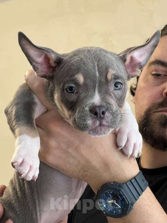 Собаки в Москве: Ванилопа  Девочка, 100 000 руб. - фото 1