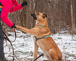Собаки в Москве: Тилль ищет дом Мальчик, Бесплатно - фото 2
