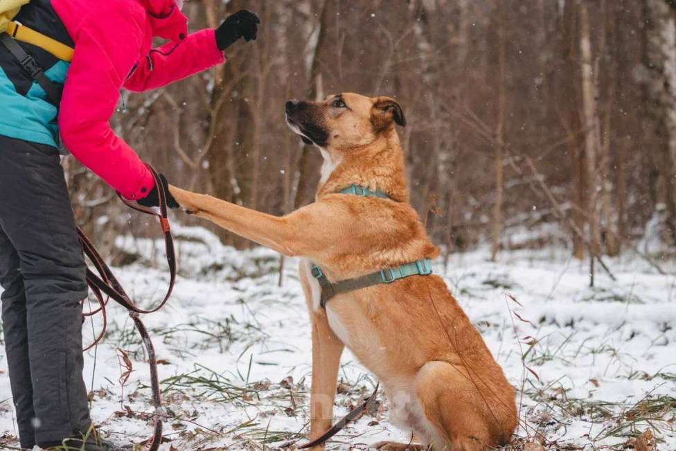 Собаки в Москве: Тилль ищет дом Мальчик, Бесплатно - фото 2