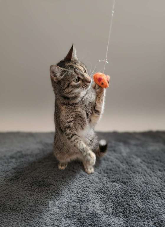 Кошки в Санкт-Петербурге: Ласковая-приласковая молодая кошка. 1 год. привита и кастрирована Девочка, Бесплатно - фото 4