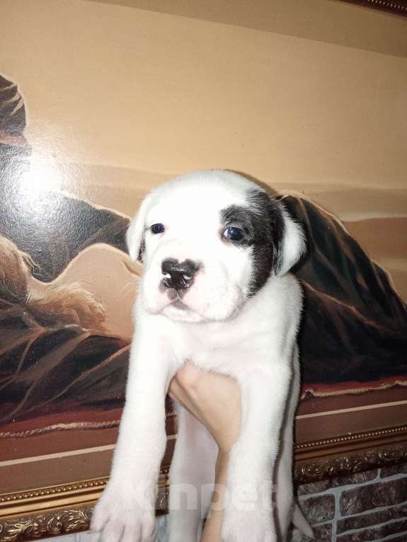 Собаки в Ростове-на-Дону: Щенок  Мальчик, 4 000 руб. - фото 2