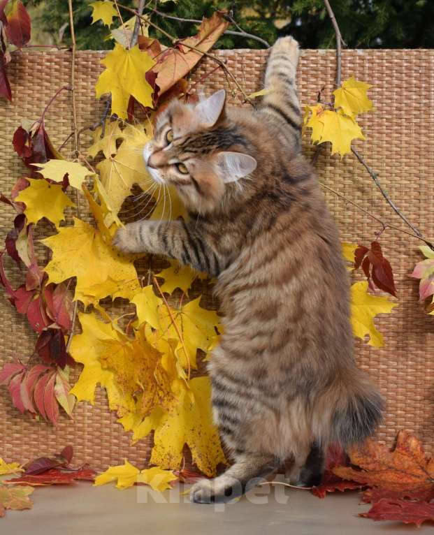 Кошки в Егорьевске: Курильский бобтейл Мальчик, 40 000 руб. - фото 5