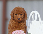 Собаки в Чехове: той пудель мальчик (red brown) Мальчик, 80 000 руб. - фото 4