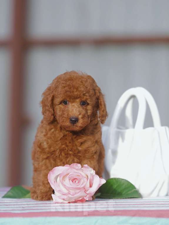 Собаки в Чехове: той пудель мальчик (red brown) Мальчик, 80 000 руб. - фото 4