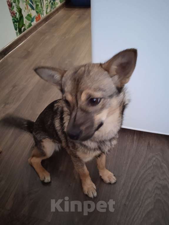 Собаки в других городах Калининградской области: Собачка ищет хозяина Девочка, Бесплатно - фото 3