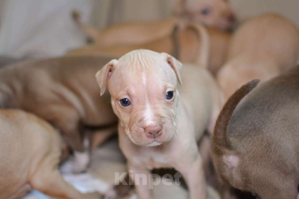 Собаки в Санкт-Петербурге: Продаем Девочка, 29 000 руб. - фото 2