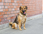Собаки в Москве: Невероятный добряк Бобби! Мальчик, Бесплатно - фото 5