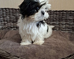 Собаки в Кропоткине: Ши-тцу Мальчик, 20 000 руб. - фото 2