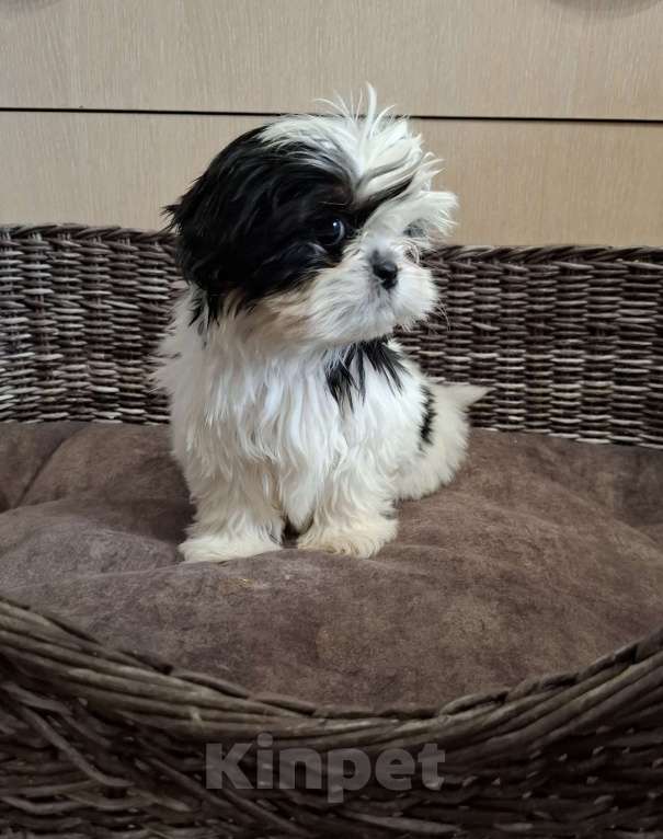 Собаки в Кропоткине: Ши-тцу Мальчик, 20 000 руб. - фото 2