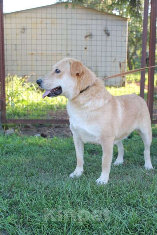 Собаки в Липецке: Спартак  Мальчик, Бесплатно - фото 1