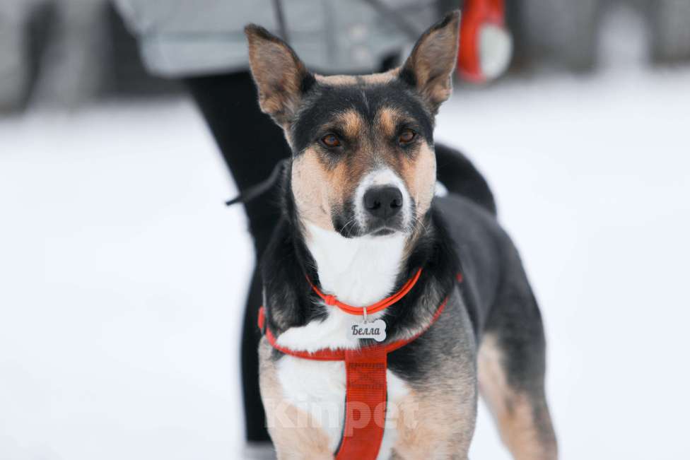 Собаки в других городах Тульской области: Белла 1,5 года - красотка ищет дом!  Девочка, Бесплатно - фото 5