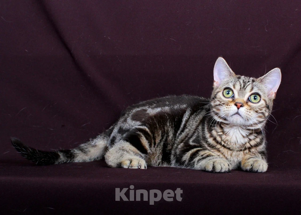 Кошки в Москве: Американский короткошерстный котёнок Мальчик, 70 000 руб. - фото 1