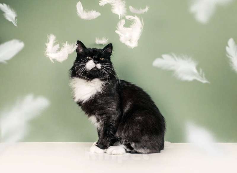 Кошки в Москве: Метис мейн-куна окраса черный дым Матильда в дар Девочка, 1 руб. - фото 3