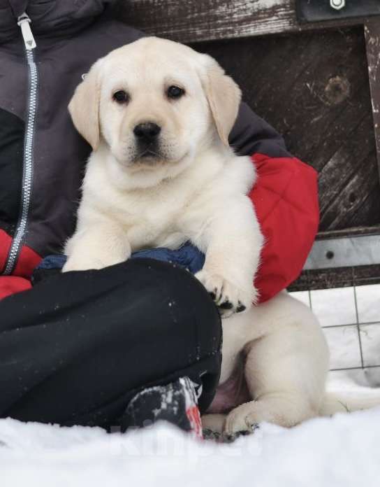 Собаки в Задонске: Мальчик Лабрадора Мальчик, 60 000 руб. - фото 1