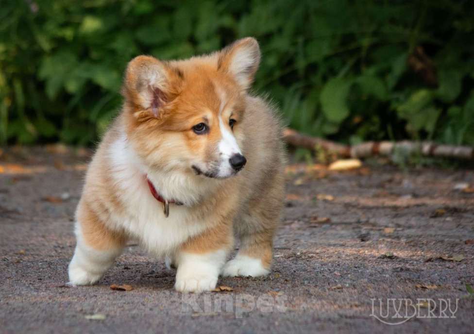 Собаки в Санкт-Петербурге: Вельш корги пемброк Мальчик, Бесплатно - фото 6