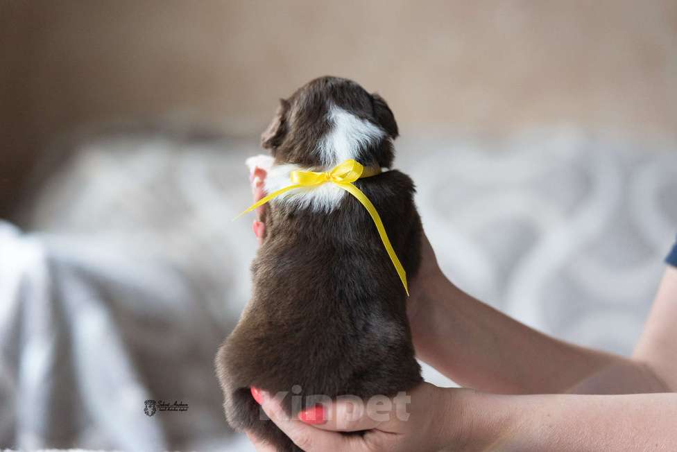 Собаки в Москве: Миниатюрная американская овчарка (мини-аусси) Мальчик, 150 000 руб. - фото 5