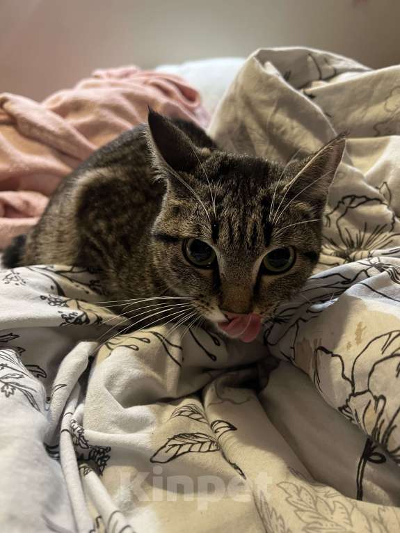 Кошки в Новосибирске: кот в добрые руки Мальчик, Бесплатно - фото 2