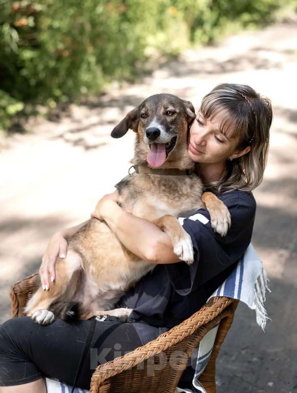 Собаки в Балашихе: Собака улыбака Бонька ищет дом Девочка, Бесплатно - фото 2