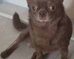 Собаки в Пензе: Чихуахуа взрослый Мальчик, 10 000 руб. - фото 1
