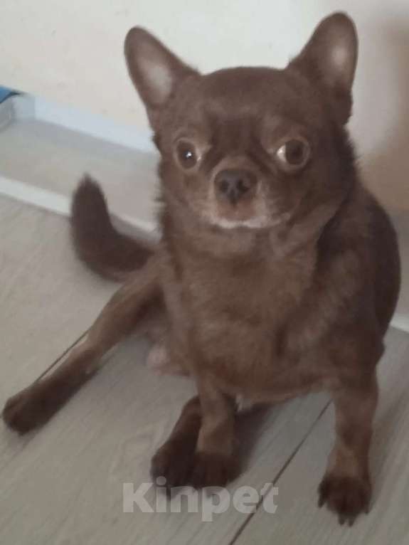 Собаки в Пензе: Чихуахуа взрослый Мальчик, 10 000 руб. - фото 1