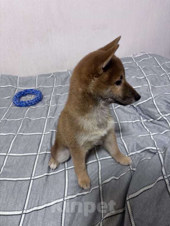 Собаки в Одинцово: Сиба-ину Девочка, 65 000 руб. - фото 3