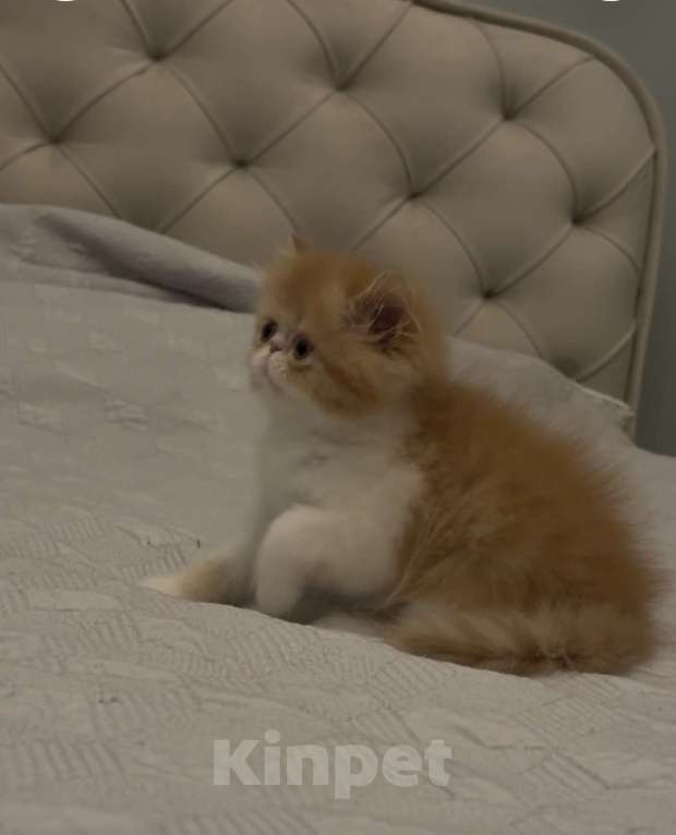 Кошки в Самаре: Рыжий мальчик Мальчик, 40 000 руб. - фото 1