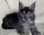 Кошки в Дмитрове: Черная дымчатая девочка мейн кун Wlasta Девочка, 40 000 руб. - фото 5