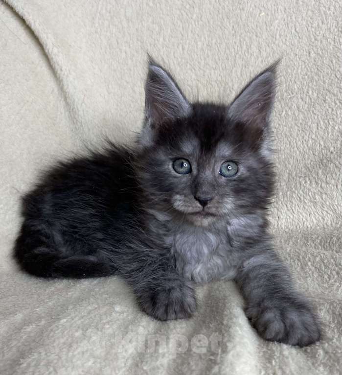 Кошки в Дмитрове: Черная дымчатая девочка мейн кун Wlasta Девочка, 40 000 руб. - фото 5