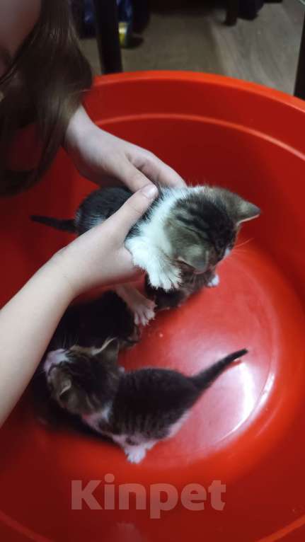 Кошки в Обнинске: Котята Девочка, Бесплатно - фото 5