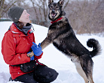 Собаки в Химках: Молодой активный Пес Брамс ищет семью Мальчик, 1 руб. - фото 4