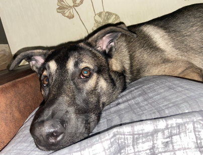 Собаки в Лосином-Петровском: Метис с малинуа Симбочка Мальчик, Бесплатно - фото 3