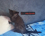 Кошки в Липецке: Отдам в добрые руки умных котят!) Разнополые, Бесплатно - фото 3