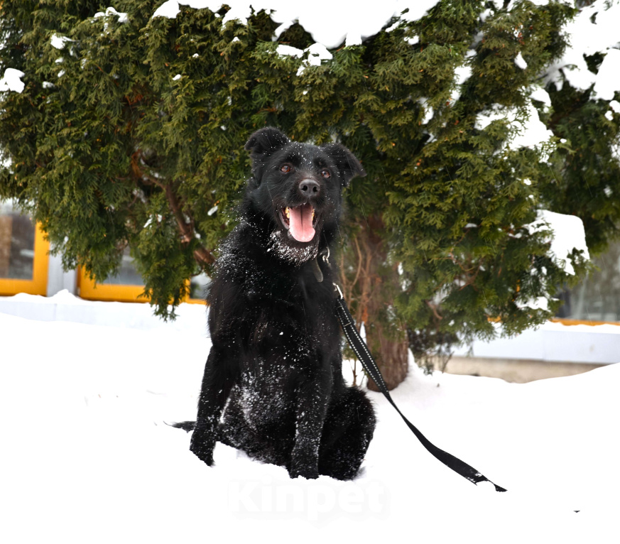 Собаки в Москве: Собака бесплатно Москва Мальчик, Бесплатно - фото 3