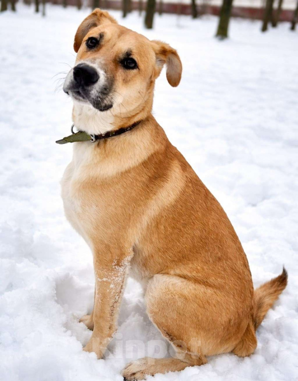 Собаки в Химках: Мальчик Кабачок ищет дом Мальчик, Бесплатно - фото 1