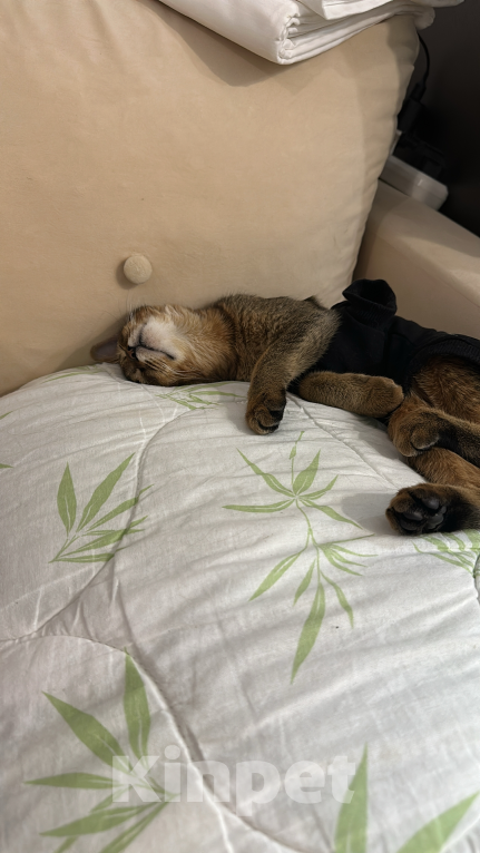 Кошки в Сочи: Отдам кошку за символическую сумму  Девочка, 4 000 руб. - фото 2