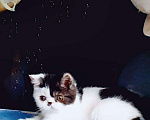 Кошки в Болхове: Котик Экзотик, 1 руб. - фото 2