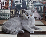 Кошки в Москве: Британский котенок Девочка, 20 000 руб. - фото 1