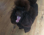 Собаки в Воронеже: Вязка с  коричневым миниатюрным (29см) пуделем Мальчик, 20 000 руб. - фото 5