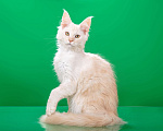 Кошки в Омске: Котята мейн-кун Мальчик, Бесплатно - фото 7