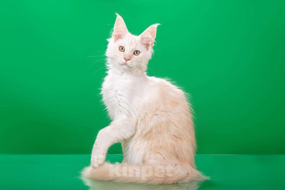 Кошки в Омске: Котята мейн-кун Мальчик, Бесплатно - фото 7