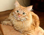 Кошки в Москве: Пушистая рыжая кошка Талия в добрые руки Девочка, 1 руб. - фото 1