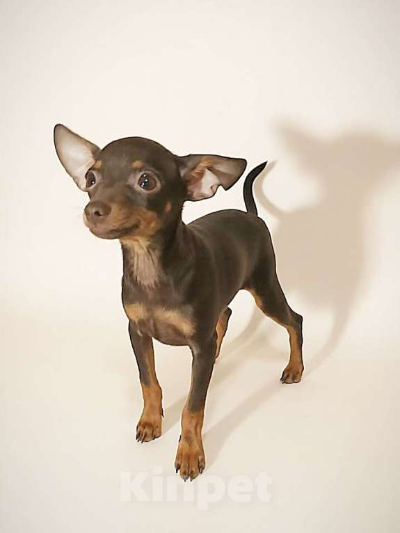 Собаки в Улане-Удэ: Девочка русского тоя с документами Девочка, 35 000 руб. - фото 3