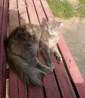 Кошка